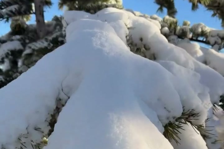 Galho de árvore carregado de neve recém-caída em Farellones.
